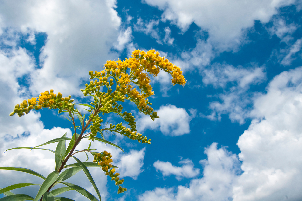 Canadian goldenrod flowering head against blue sky