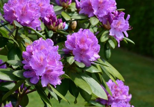 Rhododendron ponticum flower head close up