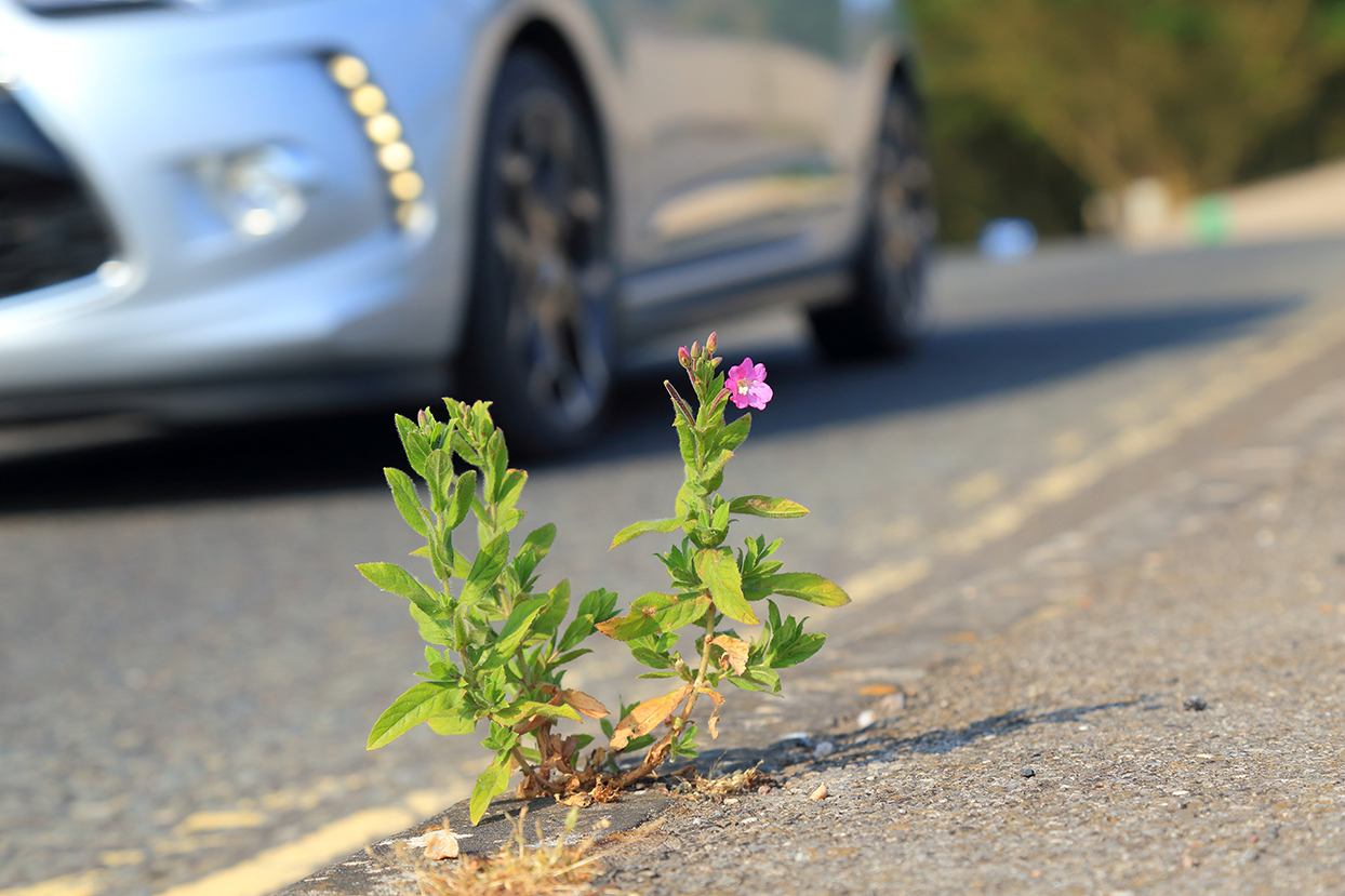 Rosebay willowherb flower close up on highway