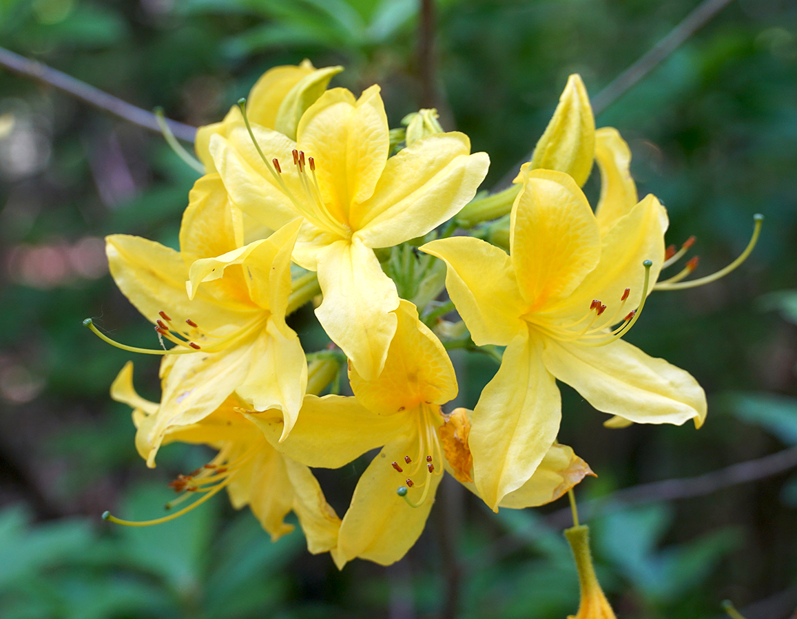 Yellow Rhododendron luteum flowers, commonly known as yellow azalea