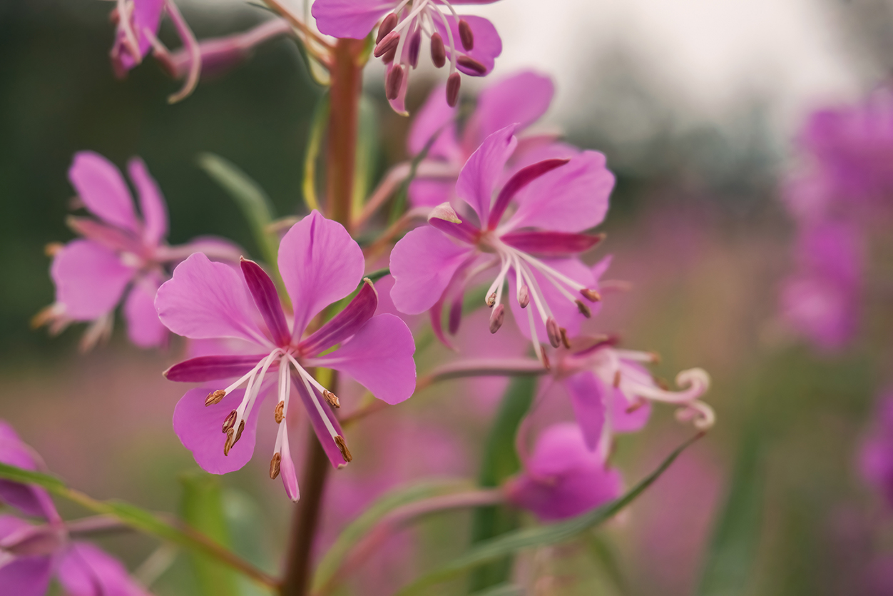 Rosebay willowherb flower close up