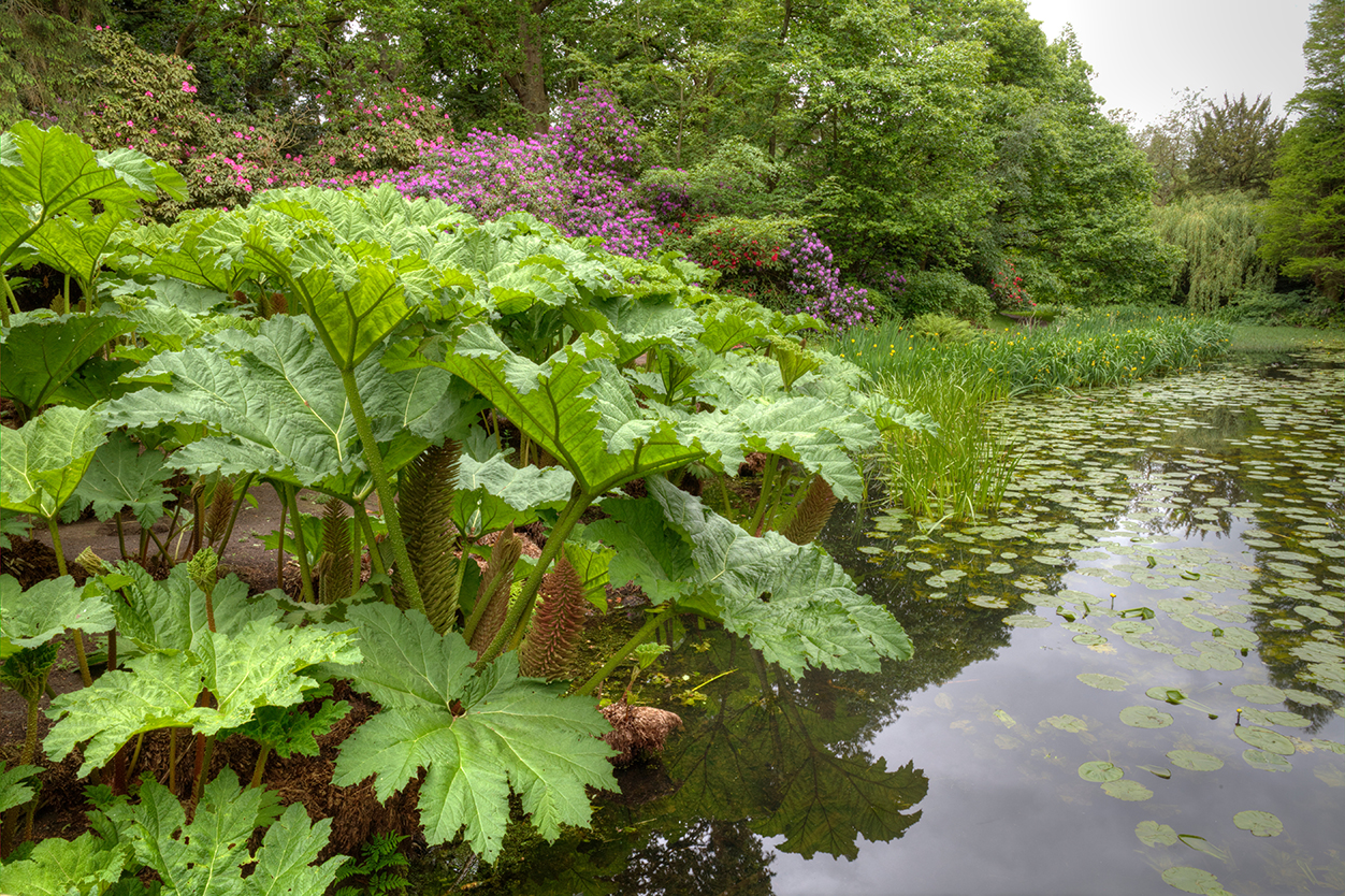 Gunnera Manicata by the lake in Tatton Park, Cheshire