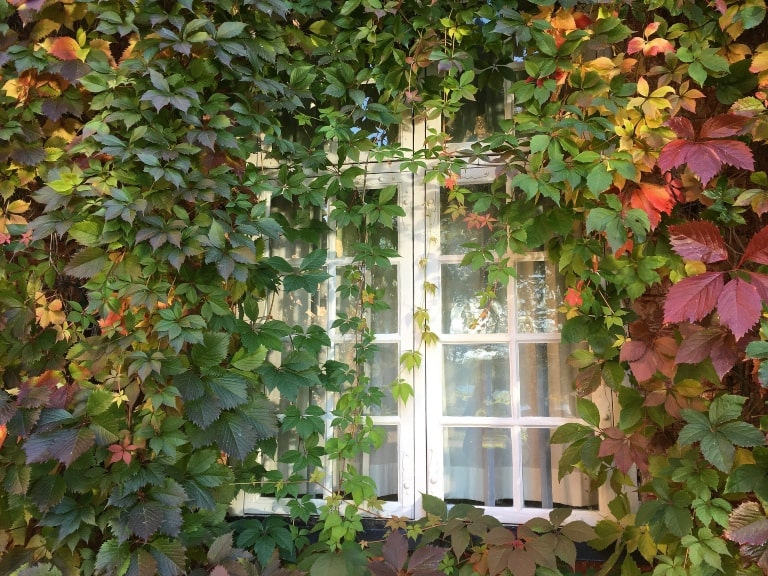 What is Virginia Creeper and How Do I Control It?