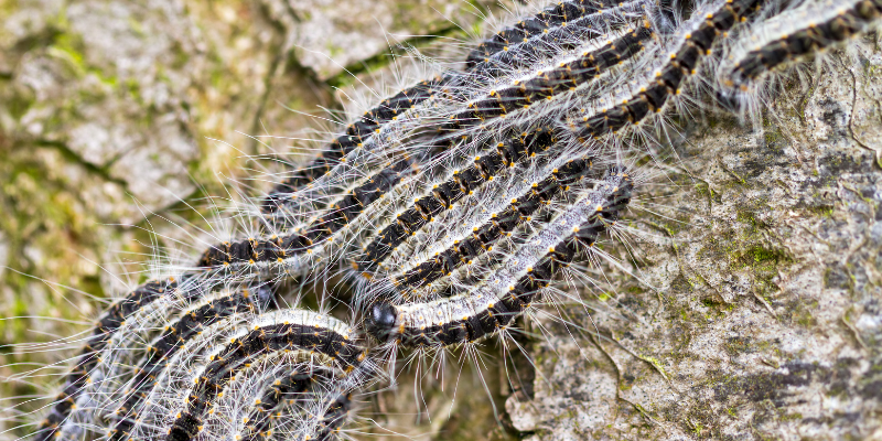 The Invasion of the Oak Processionary Moth