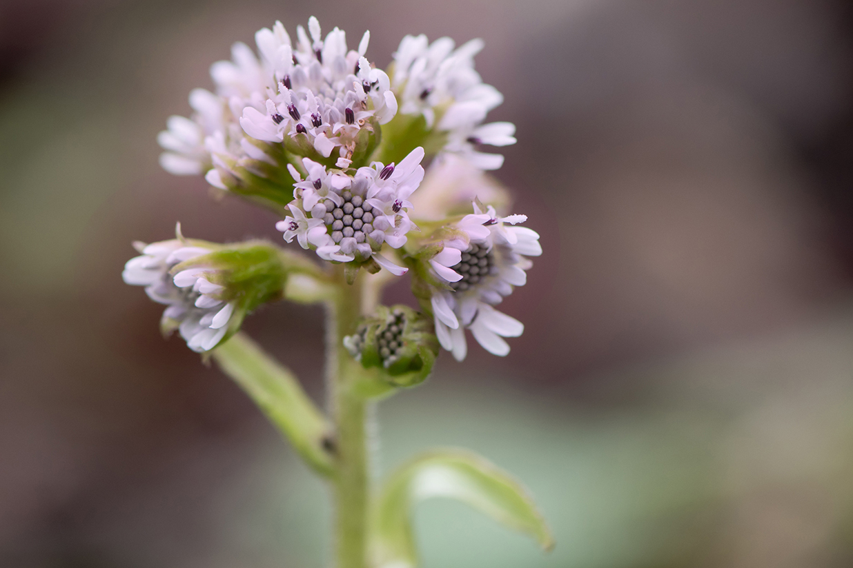 Winter heliotrope (Petasites fragrans) flower head