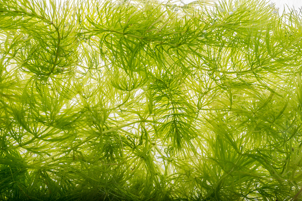 Hornwort submerged in a river