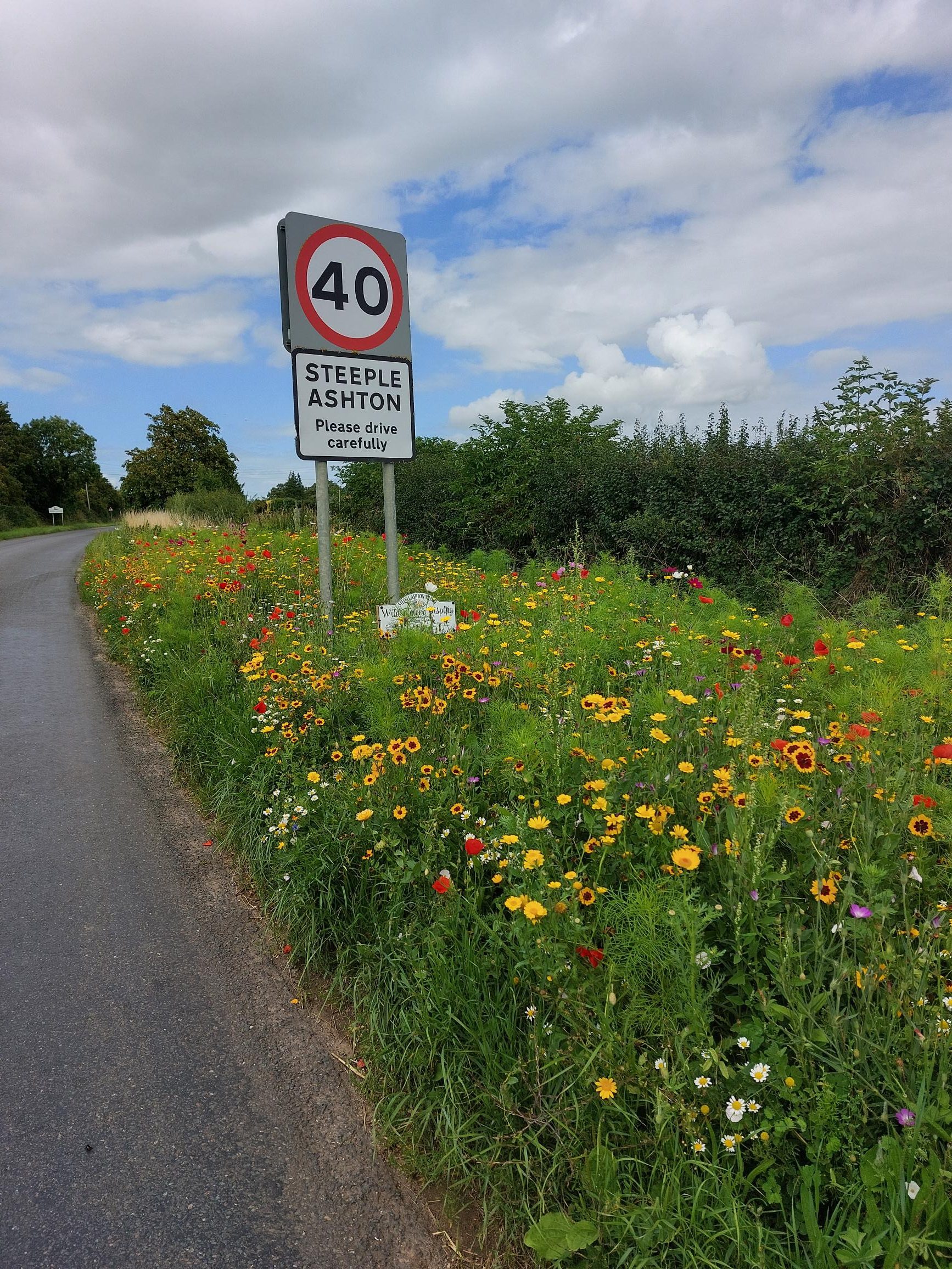 Wildflowers planted on the roadside