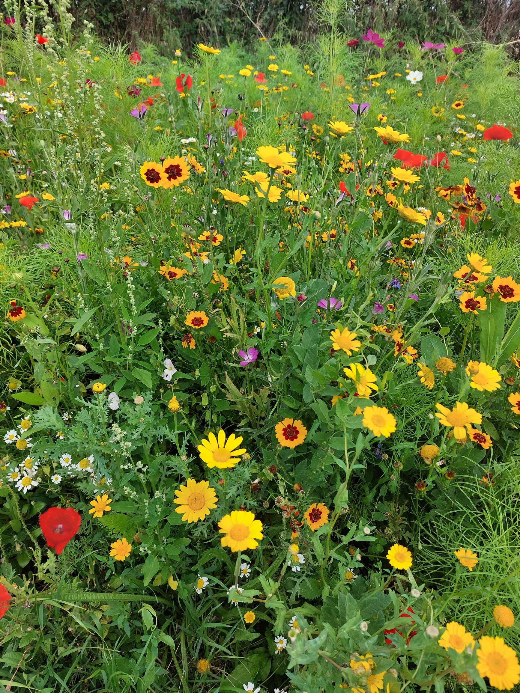 Wildflower meadow with poppies