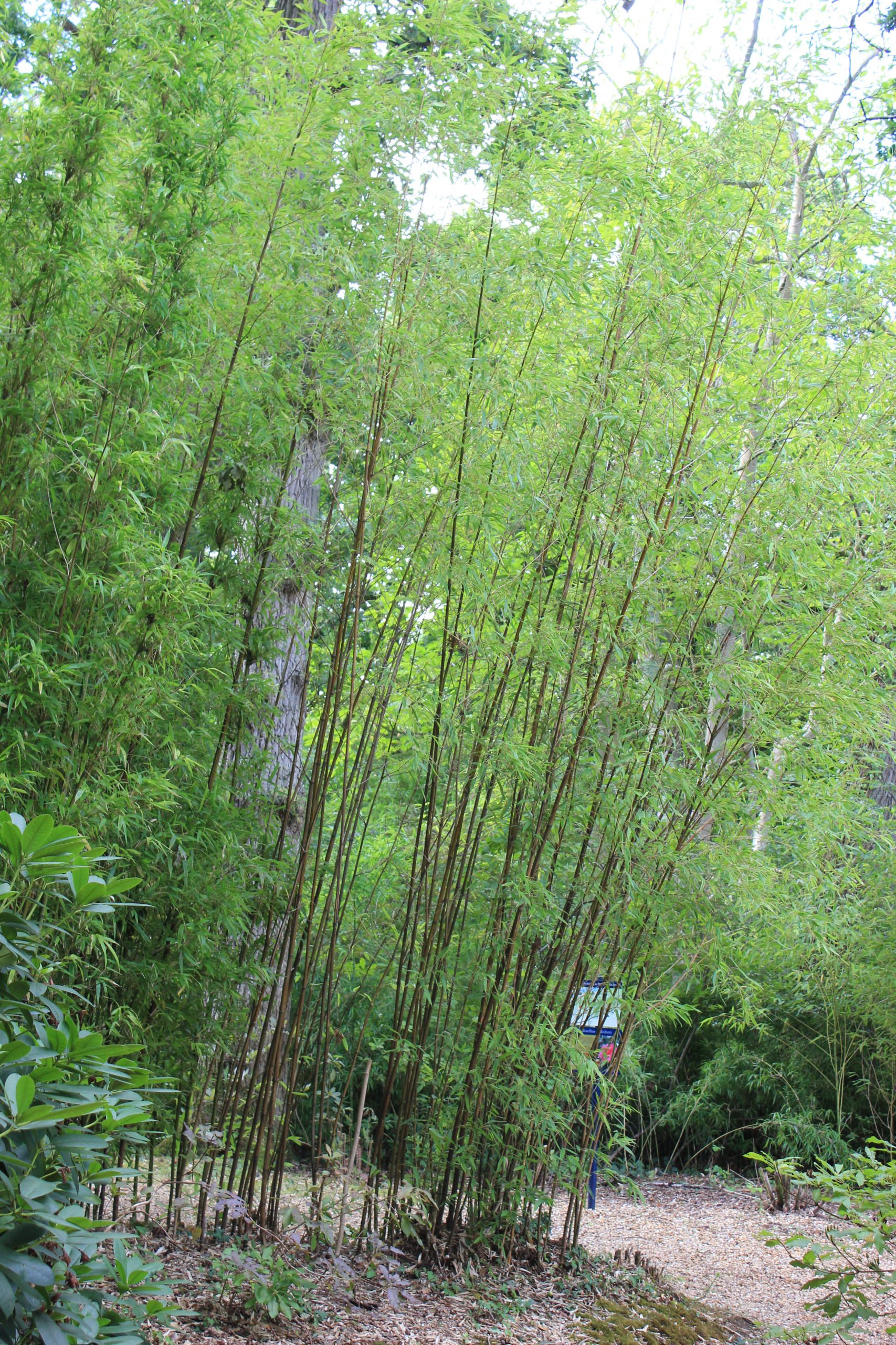 Large bamboo infestation