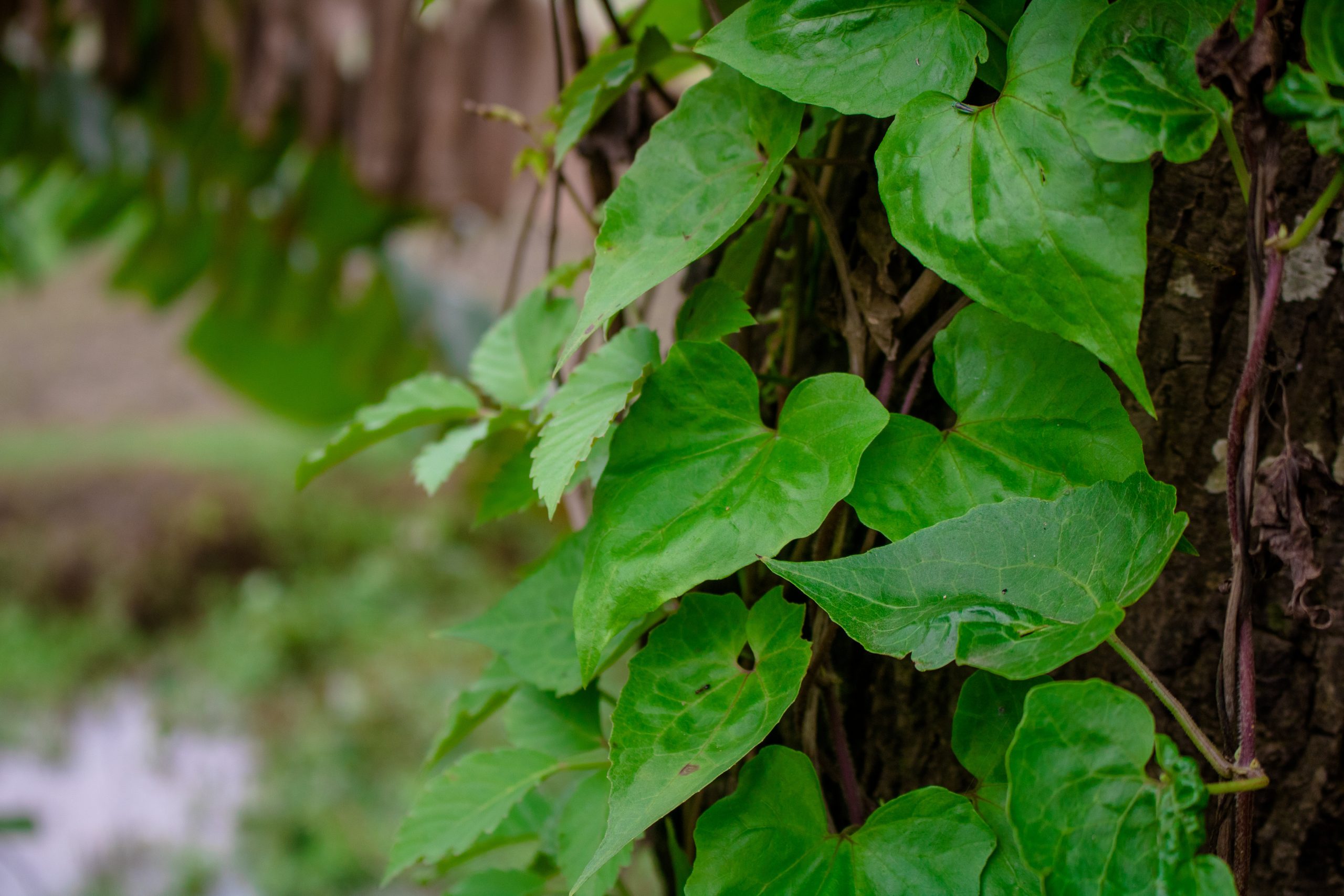 Bitter vine growing up a tree