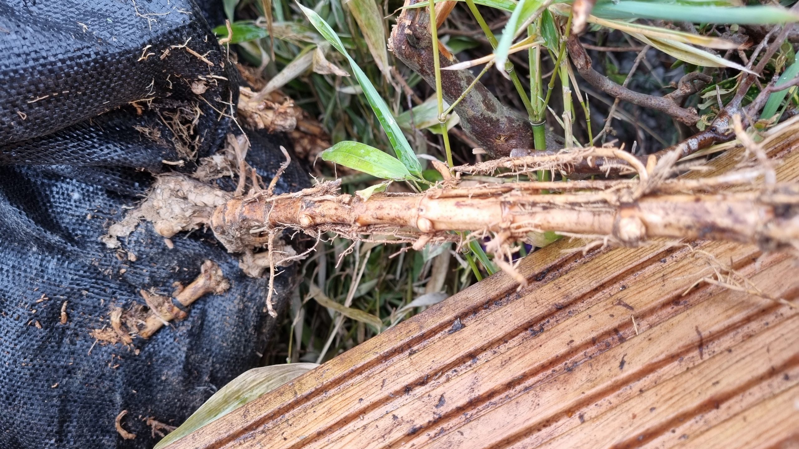 Bamboo roots growing through a root barrier