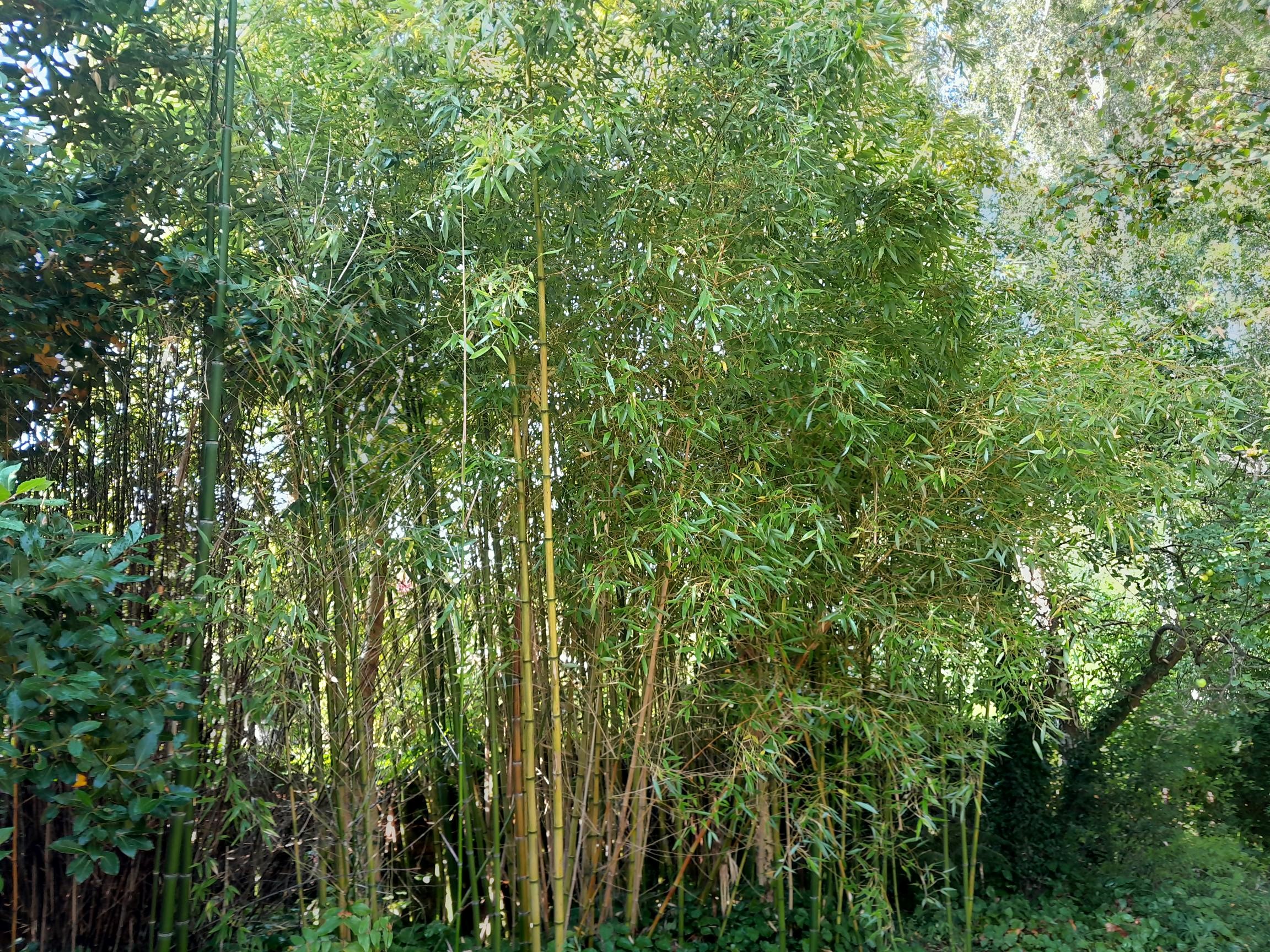 Bamboo plants