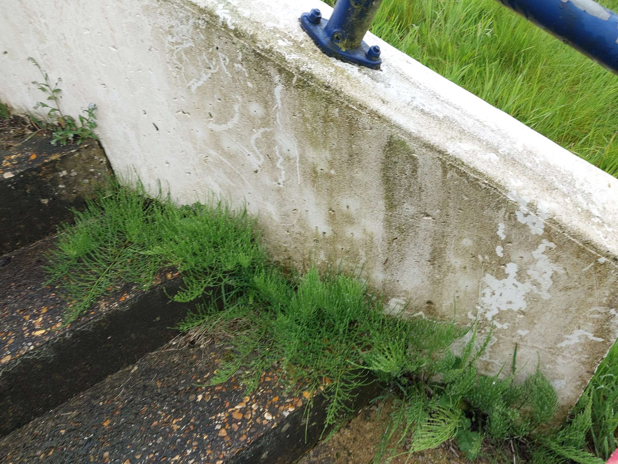 Horsetail growing on concrete steps