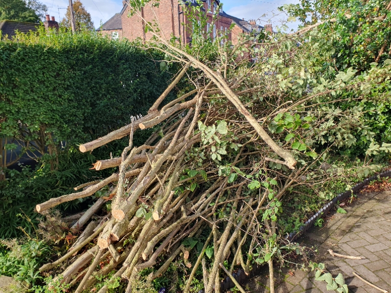 A large pile of cut Bamboo canes