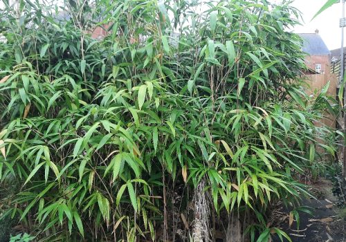 Bamboo growing in a residential garden