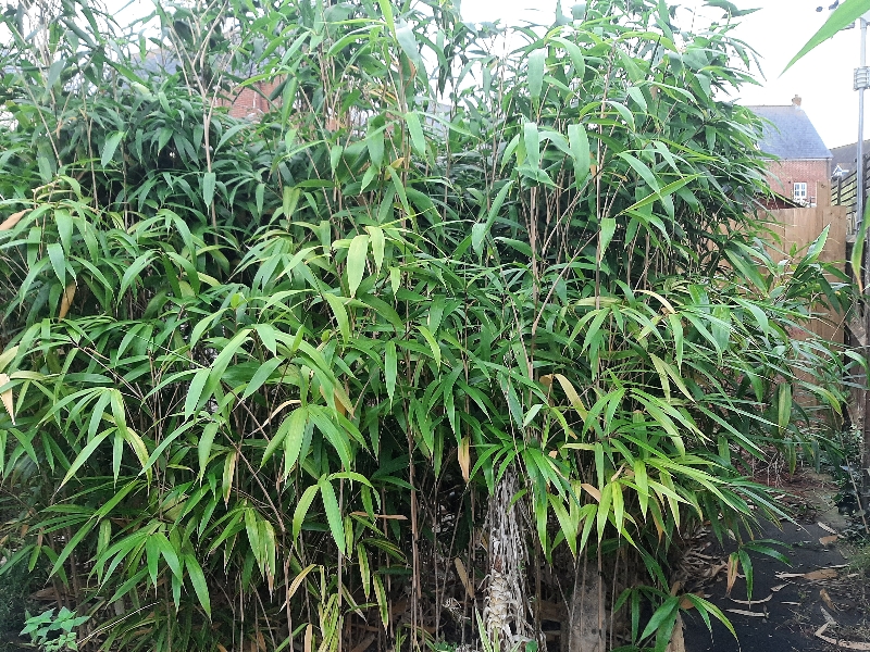 Bamboo growing in a residential garden